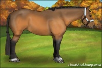 Horse Color:Buckskin 