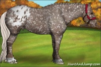 Horse Color:Silver Black Appaloosa 