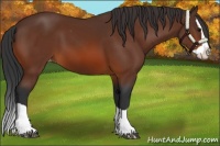 Horse Color:Bay Splash Appaloosa