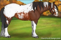 Horse Color:Bay Splash Tobiano Appaloosa