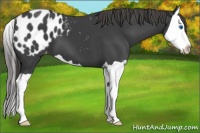 Horse Color:Smoky Black Splash Appaloosa 