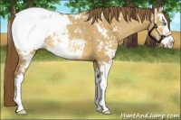 Horse Color:Amber Cream Champagne Sabino Snowcap