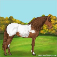 Horse Color:Chestnut Appaloosa