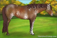 Horse Color:White Spotted Chocolate Buckskin