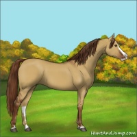 Horse Color:Red Dun Splash 