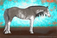 Horse Color:Smoky Slate Grullo Sabino Splash Rabicano