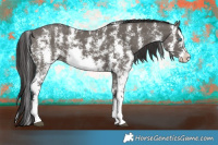 Horse Color:Smoky Grullo Sabino Splash Rabicano