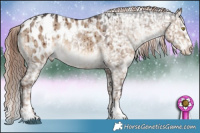 Horse Color:White Spotted Liver Red Dun Appaloosa Brindle  and White Spotted Liver Red Dun Splash Appaloosa Brindle 
