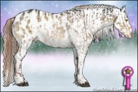 Horse Color:White Spotted Liver Red Dun Appaloosa  and White Spotted Liver Red Dun Splash Appaloosa 