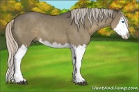 Horse Color:Silver Grullo Sabino Splash Rabicano 