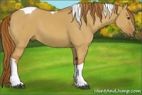 Horse Color:Red Dun Tobiano