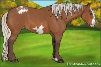 Horse Color:Silver Bay Roan Frame Appaloosa 