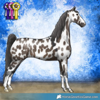Horse Color:Brown Dun Appaloosa