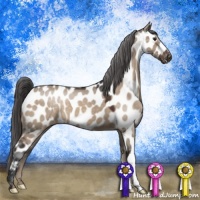 Horse Color:Brown Dun Appaloosa 