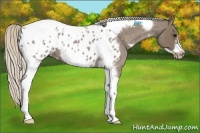 Horse Color:Silver Blue Roan Tobiano Frame Appaloosa