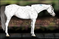 Horse Color:Grullo Roan Splash Frame Appaloosa Rabicano 