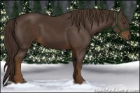Horse Color:Liver Chestnut 