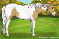 Horse Color:Silver Buckskin Dun Splash Tobiano Frame
