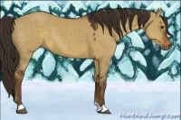 Horse Color:Liver Red Dun 