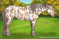 Horse Color:Amber Champagne Appaloosa and Sable Champagne Appaloosa