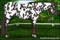 Horse Color:Liver Chestnut Near Leopard 