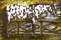 Horse Color:Liver Chestnut Near Leopard 