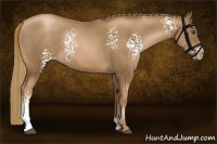 Horse Color:White Spotted Liver Chestnut Pearl Rabicano 