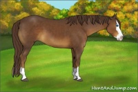 Horse Color:Liver Chestnut Sabino Splash