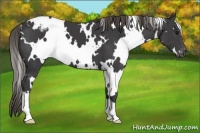 Horse Color:White Spotted Smoky Black Appaloosa 