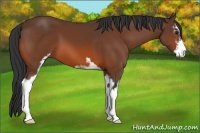 Horse Color:Bay Sabino 