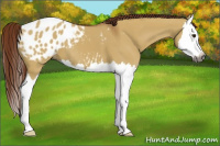 Horse Color:Gray Red Dun Splash Appaloosa