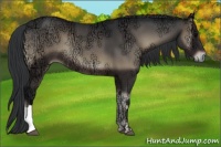 Horse Color:Blue Onyx Ice Rabicano 