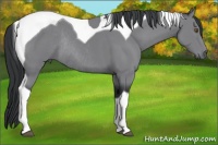 Horse Color:Black Chinchilla Tobiano Rabicano