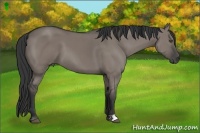 Horse Color:Grullo