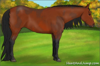 Horse Color:Bay  and Gray Bay