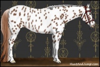 Horse Color:Chestnut Appaloosa Rabicano 