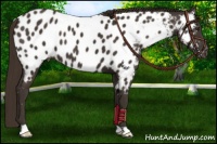 Horse Color:Liver Chestnut Appaloosa 