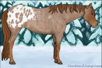 Horse Color:Red Roan Appaloosa