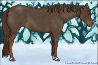 Horse Color:Liver Red Roan