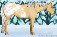 Horse Color:Silver Sable Cream Champagne Roan Appaloosa