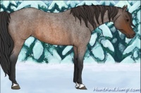 Horse Color:Brown Roan 
