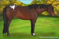 Horse Color:Brown Appaloosa