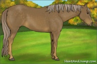 Horse Color:Chocolate Palomino Sabino