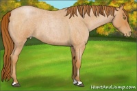 Horse Color:Bay Roan Pearl