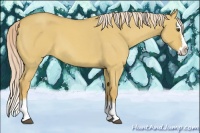Horse Color:Palomino Roan Dun Splash