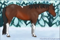 Horse Color:Bay Tobiano 
