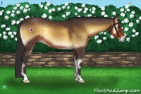 Horse Color:Buckskin Onyx