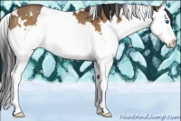 Horse Color:White Spotted Bay Dun Splash Rabicano 
