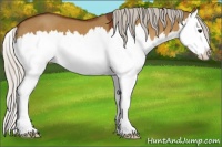 Horse Color:Silver Bay Dun Splash