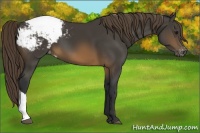 Horse Color:Buckskin Snowcap